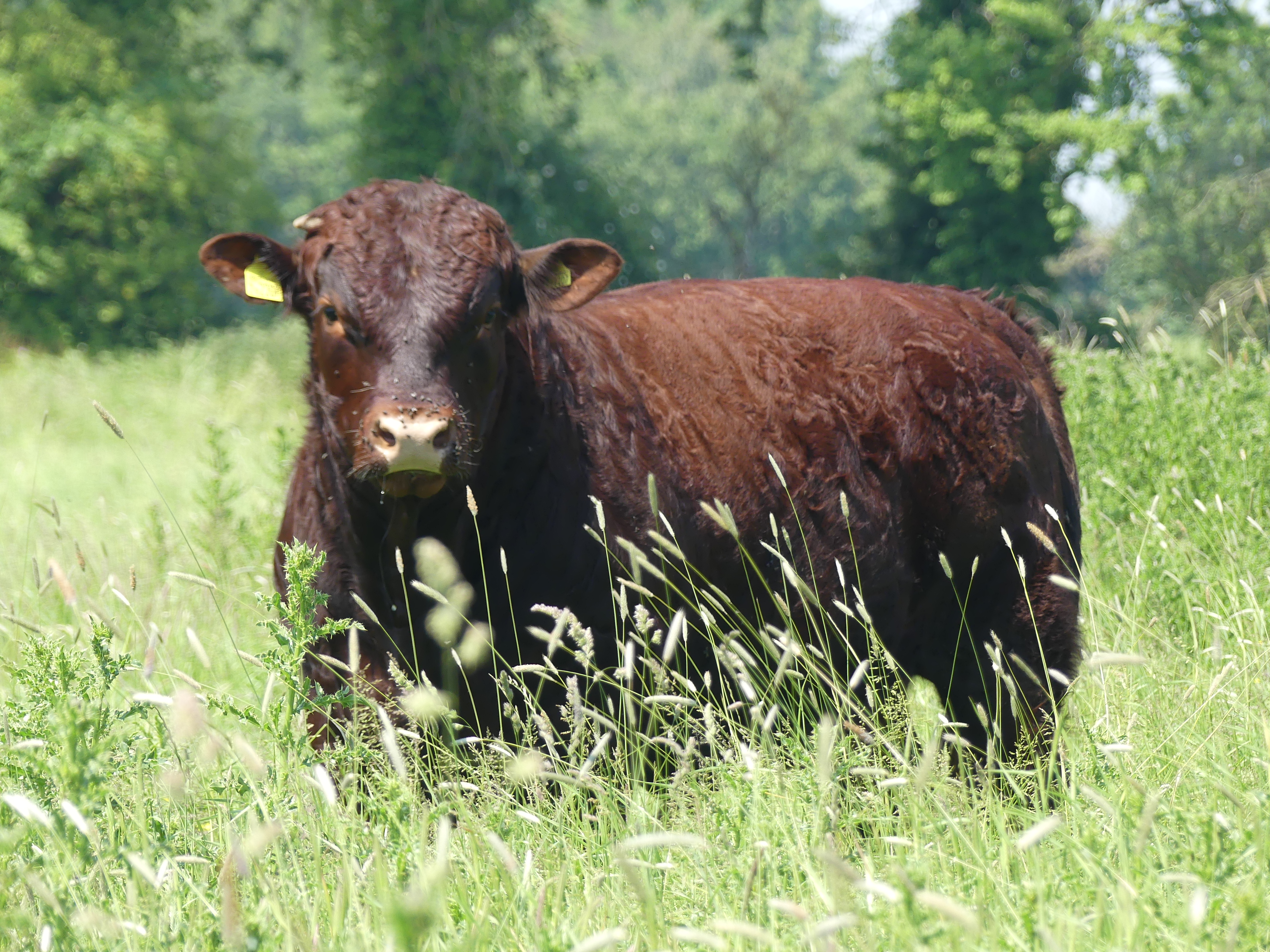 Home Bred Sussex Cattle