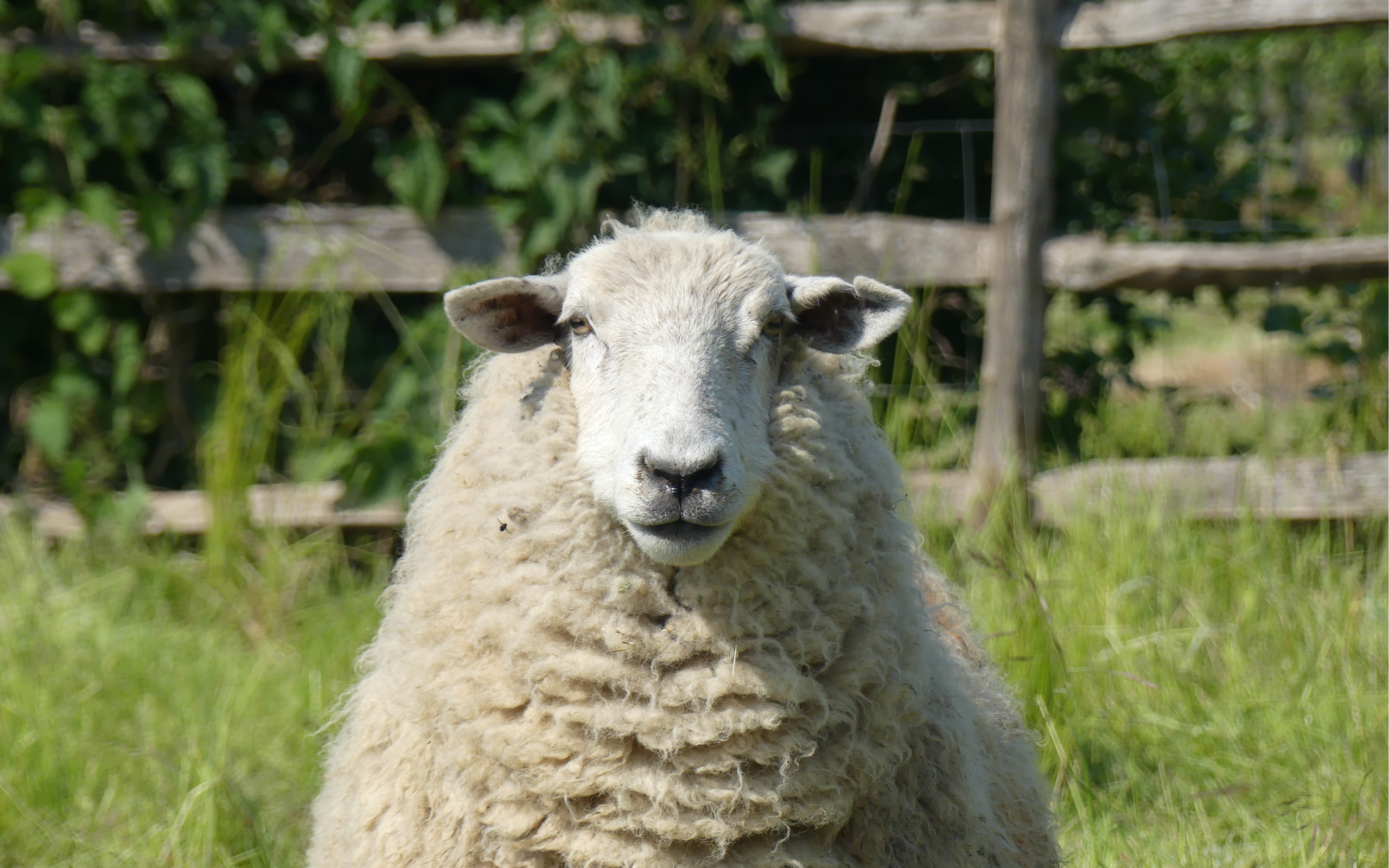 Romney Marsh Sheep