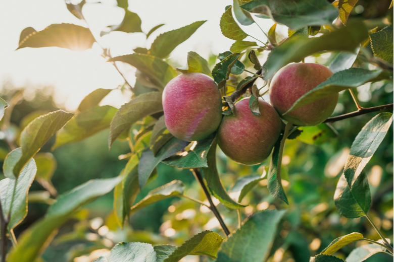 Fruit Growing