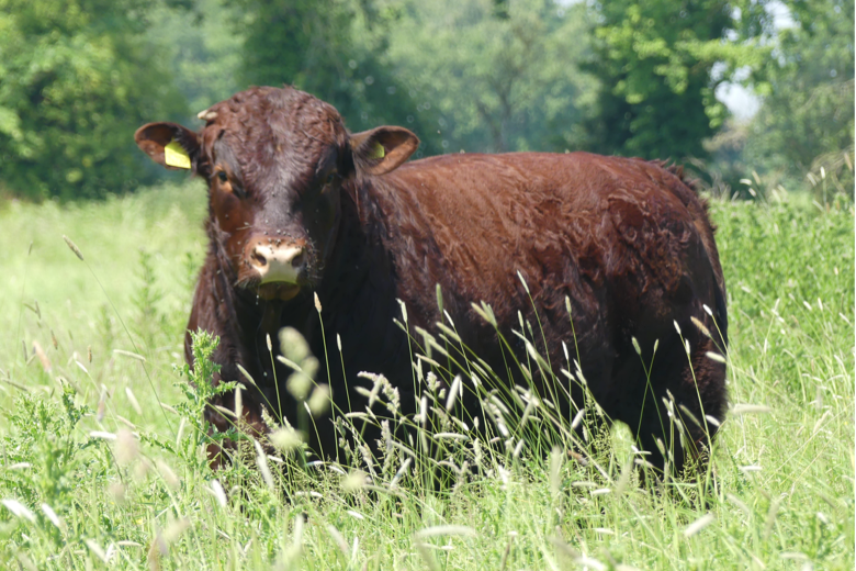 Pedigree Sussex Herd